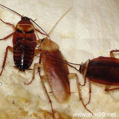 居家预防驱除蟑螂的十五种绝招